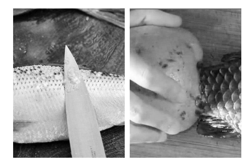 Stainless Steel Scaler For Household Use