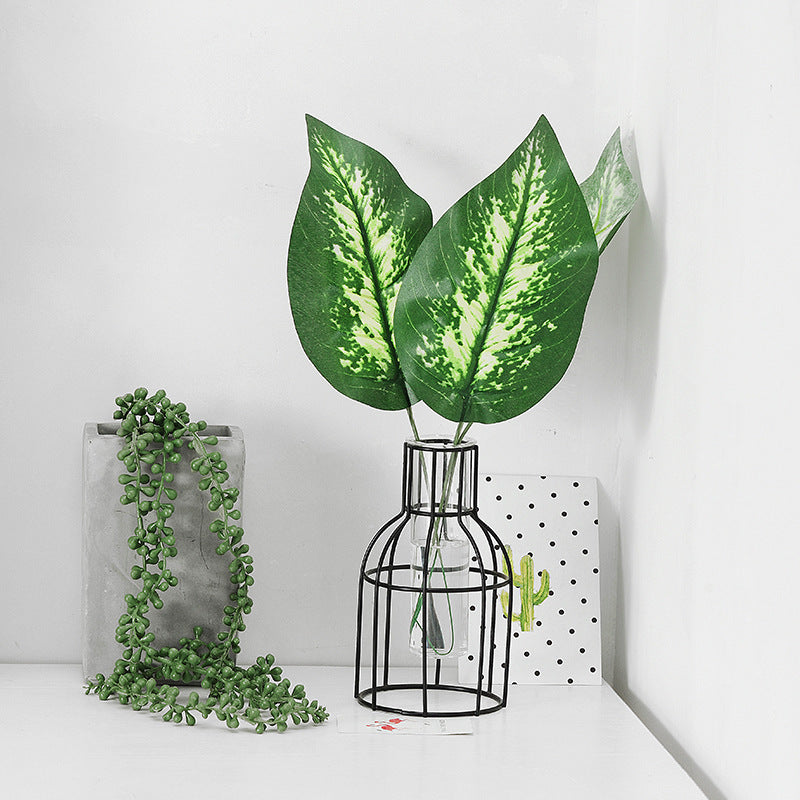 نبات محاكاة ورقة السلحفاة