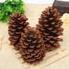 Creative Decoration Shooting Props Dried Flower Pine Cone