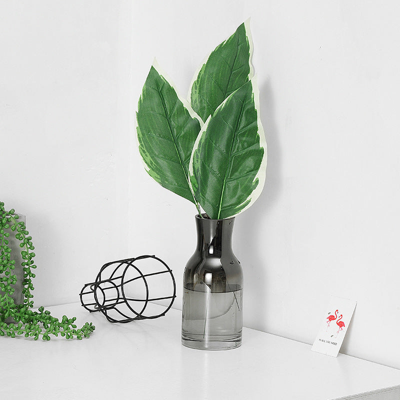 نبات محاكاة ورقة السلحفاة