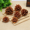 Creative Decoration Shooting Props Dried Flower Pine Cone