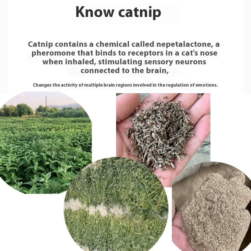 Catnip Tea Bag 1G Non-woven Fabric